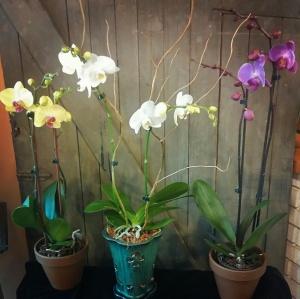 Opulence – BOOL'S FLOWER SHOP, Ithaca NY