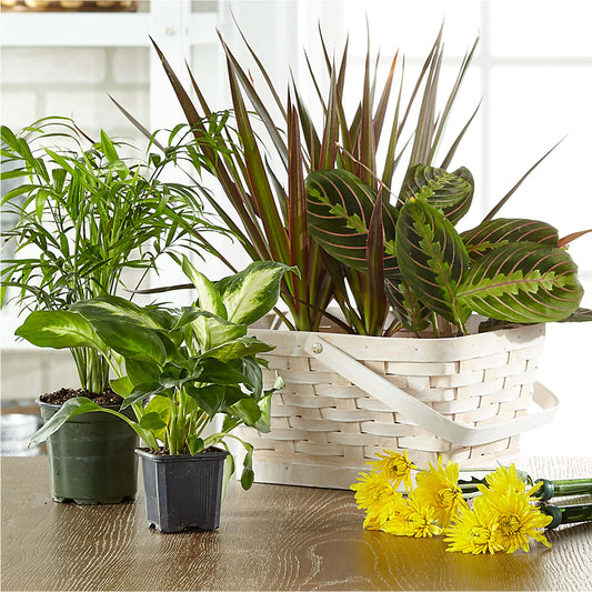 Florist Designed Blooming and Green Plants in a Basket – BOOL'S FLOWER SHOP, Ithaca NY
